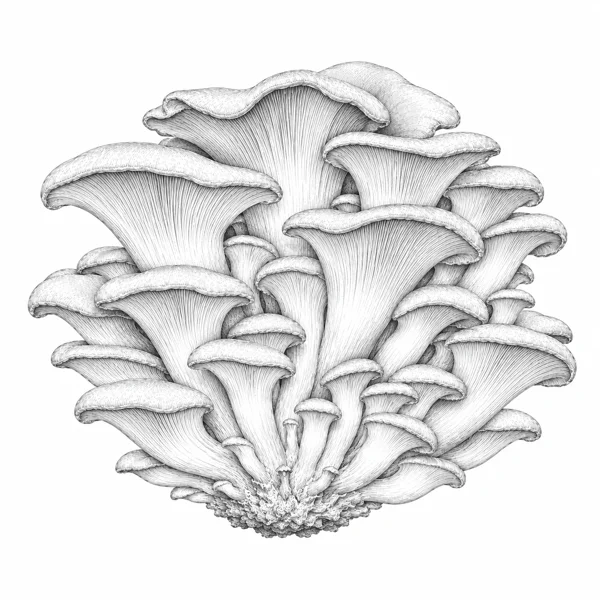 Zitronenseitling Illustration